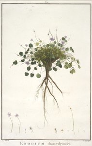 Erodium chamaedryoides, a geraniológiából, vagy Erodius, Pelargonii, Monsonia és Grieli történetéből, ikonokkal illusztrálva, 1787-88 (kézzel színezett metszet) alkotó: Pierre Joseph Redouté