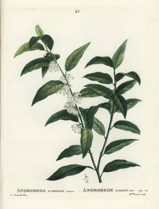 Fetterbush, Andromeda acuminata. Brenet kisasszony kézzel színezett pecsétmetszete Pierre-Joseph Redoute illusztrációja nyomán Henri Louis Duhamel du Moncel Treat des Arbres et Shrustes című művéből, Párizs alkotó: Pierre Joseph Redouté