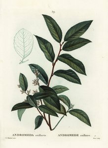 Fetterbush, Andromeda axillaris. Moret kézzel színezett foltmetszet Pierre-Joseph Redoute illusztrációja nyomán Henri Louis Duhamel du Moncel Treat des Arbres et Shrustes című művéből, Párizs alkotó: Pierre Joseph Redouté