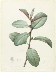 Ficus Rubiginosa (wc és testszín grafit felett, pergamen) alkotó: Pierre Joseph Redouté
