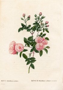 Hús-rózsaszín rózsaszín multiflora, Rosa multiflora var. carnea, Rosier Multiflora carnea virágokkal. Kézzel színezett rézmetszet, Pierre Joseph Redoute „Les Roses” Paris című művéből alkotó: Pierre Joseph Redouté