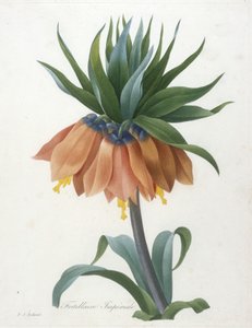 Fritillaire Imperiale, a legszebb virágok és a legszebb gyümölcsök válogatásából, 1827
