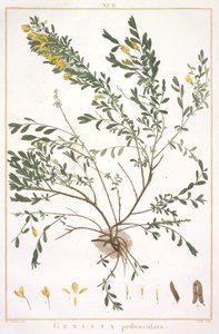 Genista pedunculata, Stripes Nova vagy Less Known, 1784 (kézzel színezett metszet) alkotó: Pierre Joseph Redouté