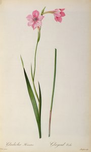 Gladiolus Hirsulus, a "Les Liliacees"-ből, 1805 alkotó: Pierre Joseph Redouté