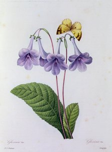 Gloxinia (színes metszet) alkotó: Pierre Joseph Redouté