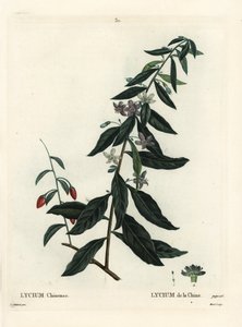 Goji bogyó vagy kínai buksza, Lycium chinense. Moret kézzel színezett foltmetszet Pierre-Joseph Redoute illusztrációja nyomán Henri Louis Duhamel du Moncel Treat des Arbres et Shrustes című művéből, Párizs alkotó: Pierre Joseph Redouté