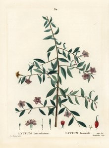 Goji bogyó vagy kínai farkasbogyó, Lycium barbarum (Lycium lanceolatum). Du Ruisseau kézzel festett foltmetszet Pierre-Joseph Redoute illusztrációja nyomán Henri Louis Duhamel du Moncel Treat des Arbres et Shrustes című művéből, Párizs alkotó: Pierre Joseph Redouté