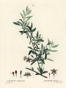 Goji bogyó vagy kínai farkasbogyó, Lycium barbarum (Lycium turbinatum). Moret kézzel festett foltmetszet Pierre-Joseph Redoute illusztrációja nyomán Henri Louis Duhamel du Moncel Treat des Arbres et Shrustes című művéből, Párizs alkotó: Pierre Joseph Redouté