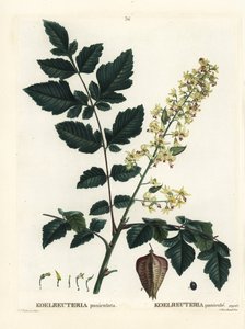 Goldenrain fa, India büszkesége, kínai fa vagy lakkfa, Koelreuteria paniculata. Kézi színű foltmetszet Pierre-Joseph Redoute illusztrációja nyomán Henri Louis Duhamel du Monceau Treat des Arbres et Shrustes című művéből, Párizs alkotó: Pierre Joseph Redouté