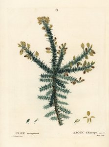 Gorse, furze vagy whin, Ulex europaeus. Moret kézzel festett foltmetszet Pierre-Joseph Redoute illusztrációja nyomán Henri Louis Duhamel du Moncel: Treat of Trees and Shrustes, Párizs alkotó: Pierre Joseph Redouté