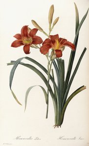 Hemerocallis Fulva - Hemerocalle Fauve alkotó: Pierre Joseph Redouté