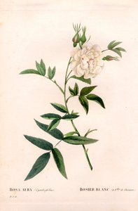 Kenderlevelű fehér rózsa, Rosa alba var. cannabifolia, fehér rózsa kenderlevéllel. Kézzel színezett rézmetszet, Pierre Joseph Redoute „Les Roses” Paris című művéből alkotó: Pierre Joseph Redouté
