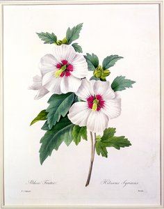 Hibiscus syriacus, Bessin metszet, a "Legszebb virágok kiválasztása", 1827