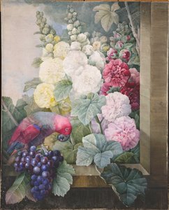 Hollyhocks, szőlő és egy papagáj, 1836. alkotó: Pierre Joseph Redouté