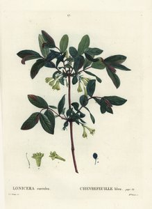 Mézes, Haskap bogyó, kék bogyós lonc, vagy édes bogyós lonc, Lonicera caerulea. Brenet kisasszony kézzel színezett foltmetszete Pierre-Joseph Redoute illusztrációja nyomán Henri Louis Duhamel du Moncel Treat des Arbres et Shrustes című művéből alkotó: Pierre Joseph Redouté