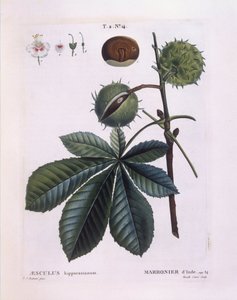 Vadgesztenye vagy konkerfa (Aesculus hippocastanum), Henry Louis Duhamel du Monceau, Pierre Joseph Redouté botanikai lemeze alkotó: Pierre Joseph Redouté