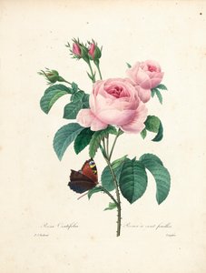 Százlevelű rózsa, Langlois metszete, a legszebb virágok és legszebb gyümölcsök válogatásából, 2. évf. I, 1827-33