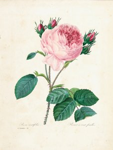 Százlevelű rózsa, a „Legszebb virágok és legszebb gyümölcsök válogatása” című kötetből. I, 1827-33