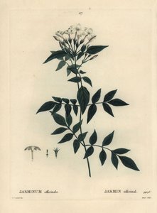 Jázmin, Jasminum officinale. Moret kézzel színezett foltmetszet Pierre-Joseph Redoute illusztrációja nyomán Henri Louis Duhamel du Moncel Treat des Arbres et Shrustes című művéből, Párizs alkotó: Pierre Joseph Redouté