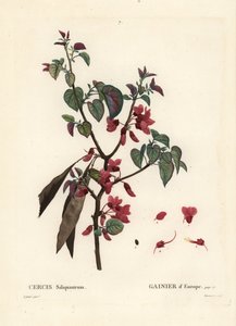 Júdásfa, Cercis siliquastrum. Tassaert kézzel színezett foltmetszet Pierre-Joseph Redoute illusztrációja nyomán Henri Louis Duhamel du Moncel Treat des Trees et Shrustes című művéből, Párizs alkotó: Pierre Joseph Redouté