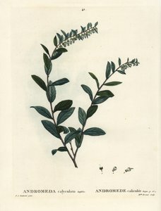 Bőrlevél, Chamaedaphne calyculata (Andromeda calyculata). Brenet kisasszony kézzel festett foltgravírozása Pierre-Joseph Redoute illusztrációja nyomán Henri Louis Duhamel du Moncel: Treat of Trees and Shrustes, Párizs alkotó: Pierre Joseph Redouté