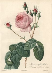 Salátalevél rózsa – Eau forte de Langlois, Pierre Joseph Redoute (1759-1840) illusztrációja alapján, a Les Rosesból alkotó: Pierre Joseph Redouté