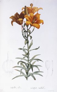 Lily Bulbiferum alkotó: Pierre Joseph Redouté