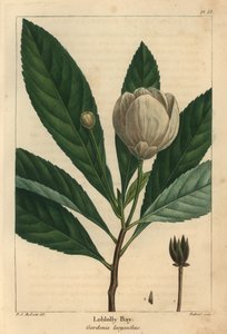Loblolly-öböl, Gordonia lasyanthus (metszet) alkotó: Pierre Joseph Redouté
