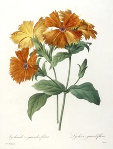 Nagyvirágú lichnid, Lychnus grandiflora, a legszebb virágok és legszebb gyümölcsök válogatásából, 1827 (kézzel színezett foltmetszet)