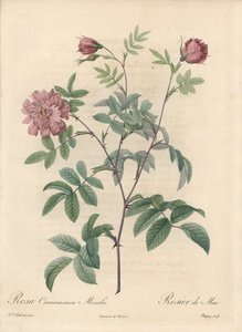 Május rózsa vagy fahéjrózsa – Eau forte de Chapuy, Pierre Joseph Redoute (1759-1840) illusztrációjából, kivonat a Les Roses-ból alkotó: Pierre Joseph Redouté