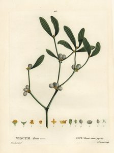 Fagyöngy, Visum album. Brenet kisasszony kézzel színezett pecsétmetszete Pierre-Joseph Redoute illusztrációja nyomán Henri Louis Duhamel du Moncel Treat des Arbres et Shrustes című művéből, Párizs alkotó: Pierre Joseph Redouté