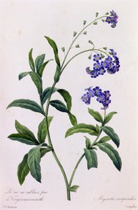 Myosotis Scorpiodes (színes metszet) alkotó: Pierre Joseph Redouté
