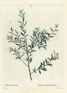 Myrtle magyal vagy mirtusz dahoon, Ilex myrtifolia. Delaneaux kézzel színezett foltmetszet Pierre-Joseph Redoute illusztrációja nyomán Henri Louis Duhamel du Moncel Treat des Arbres et Shrustes című művéből, Párizs alkotó: Pierre Joseph Redouté