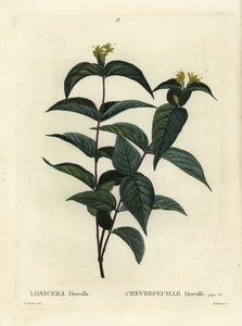 Északi bokor lonc, Diervilla lonicera (Lonicera diervilla). Du Ruisseau kézzel színezett foltmetszet Pierre-Joseph Redoute illusztrációja nyomán Henri Louis Duhamel du Moncel Treat des Arbres et Shrustes című művéből, Párizs alkotó: Pierre Joseph Redouté