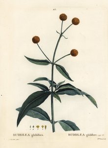 Narancsgömbfa vagy narancsgolyó buddleja, Buddleja globosa (Buddlea globiflora). Brenet kisasszony kézzel színezett pecsétmetszete Pierre-Joseph Redoute illusztrációja nyomán Henri Louis Duhamel du Moncel Treat des Arbres et Shrustes című művéből, Párizs alkotó: Pierre Joseph Redouté