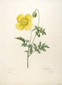 Papaver, a legszebb virágok és legszebb gyümölcsök válogatásából, 1827 (kézzel színezett foltmetszet)