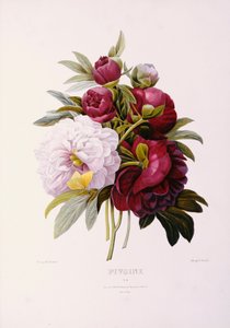 Pünkösdi rózsa, vésett Prevost alkotó: Pierre Joseph Redouté