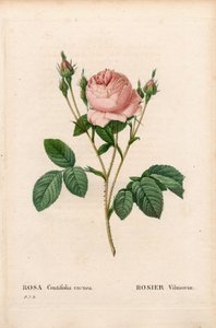 Pink Vilmorin, Rosa centifolia Vilmorin. Kézzel színezett rézmetszet, Pierre Joseph Redoute „Les Roses” Paris című művéből alkotó: Pierre Joseph Redouté