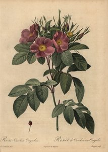 Lila Carolina rózsa vagy legelőrózsa, Rosa carolina corymbosa alkotó: Pierre Joseph Redouté