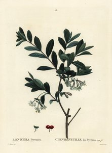 Pireneusi lonc, Lonicera pyrenaica. Tessaert kézzel színezett foltmetszet Pierre-Joseph Redoute illusztrációja nyomán Henri Louis Duhamel du Moncel Treat des Trees et Shrustes című művéből, Párizs alkotó: Pierre Joseph Redouté