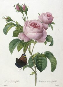 Rosa Centifolia, Rosier a cent-feuilles, a legszebb virágok és legszebb gyümölcsök válogatásából, 1827 (kézzel színezett foltmetszet)