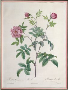Rosa Cinnamomea Maialis, Chapuy metszet, Remond kiadó alkotó: Pierre Joseph Redouté
