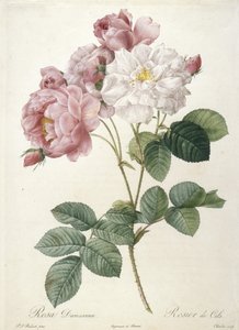 Rosa Damascena, Rosier de Cels, a Les Roses-ból, 1817-24 (kézzel színezett stipple-metszet)