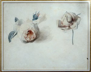 Rózsa tanulmány Pierre Joseph Redoute (1759-1840) akvarellje, 19. századi Malmaison, kastélymúzeum. alkotó: Pierre Joseph Redouté