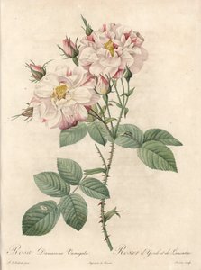 Damaszkuszi rózsa, York és Lancaster fajta – Bessin rézkarc, Pierre Joseph Redoute (1759-1840) illusztrációjából, a Les Roses-ból alkotó: Pierre Joseph Redouté