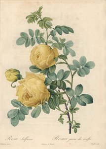 Rosier des Turks – Eau forte de Langlois, Pierre Joseph Redoute (1759-1840) illusztrációja alapján, a Les Rosesból alkotó: Pierre Joseph Redouté