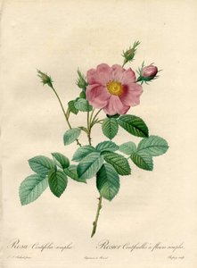 Száz rózsás levelű egyszerű virágokkal – Eau forte de Chapuy, Pierre Joseph Redoute (1759-1840) illusztrációjából, a Les Rosesból alkotó: Pierre Joseph Redouté
