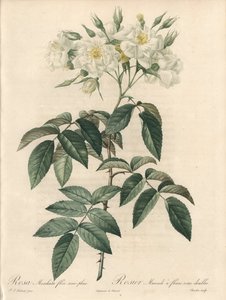 Pézsmarózsa, dupla virágokkal – Charlin rézkarca, Pierre Joseph Redoute (1759-1840) illusztrációjából, kivonat a Les Roses-ból alkotó: Pierre Joseph Redouté