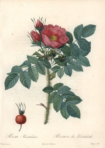 Durva rózsa vagy kamcsatkai rózsa – Eau forte de Chapuy, Pierre Joseph Redoute (1759-1840) illusztrációjából, a Les Rosesból alkotó: Pierre Joseph Redouté