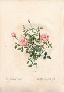 Rouletii rose, Rosa chinensis var. minimum Rouletii, bengáli törpe rózsa. Kézzel színezett rézmetszet, Pierre Joseph Redoute „Les Roses” Paris című művéből alkotó: Pierre Joseph Redouté